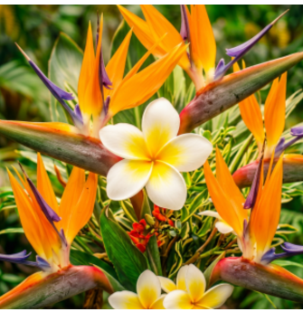 Tropical Florals Collection